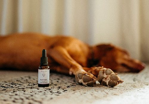 BIOGENA PETS